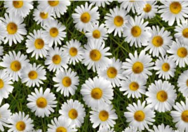 Клеенка ткань "Флер" 140см арт 81126А