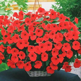 Петуния Фалкон Ред