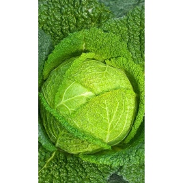 Капуста Золотая ранняя 0,5г 