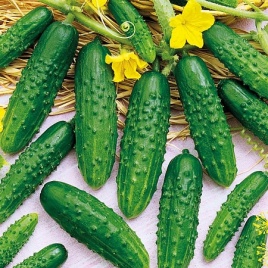 Огурец Малыш (10сем)