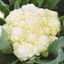 Капуста цв. Отечественная