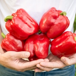 Перец Геракл (0,25г) Ц