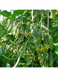 Огурец Городской огурчик F1 (10сем)