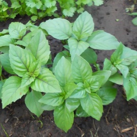 Базилик Карамельный (0,1г) 