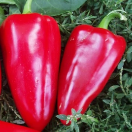 Перец Богатырь (0,3 г) Ц