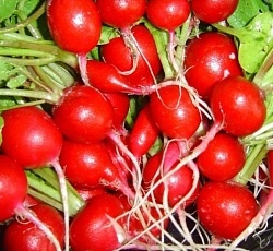 Редис Ранний хрустик (3г) 