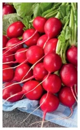 Редис 16 дней (2г)