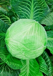 Капуста Валентина F1 10сем