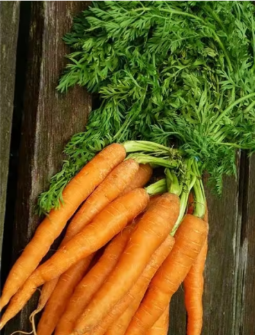 Морковь Королева осени  2 г.  фото 1