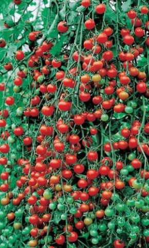 Томат Дюймовочка 0,05г фото 1