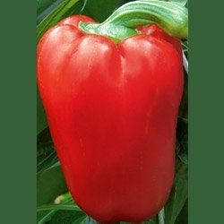 Перец сладкий Викинг 0,25г фото 1