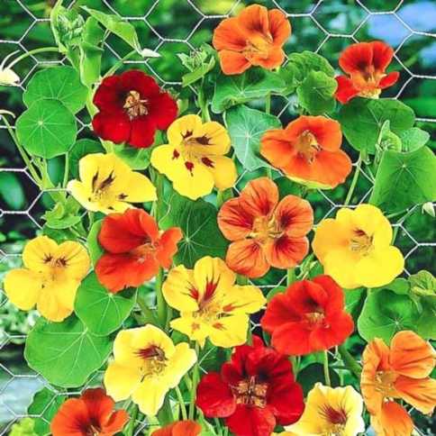 Настурция Малютка смесь 1г фото 1