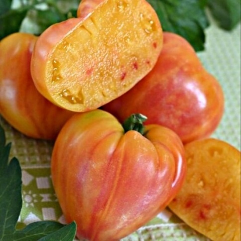 Томат Бычье сердце биколор фото 1