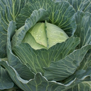 Капуста белокочанная Айсберг F1 фото 1