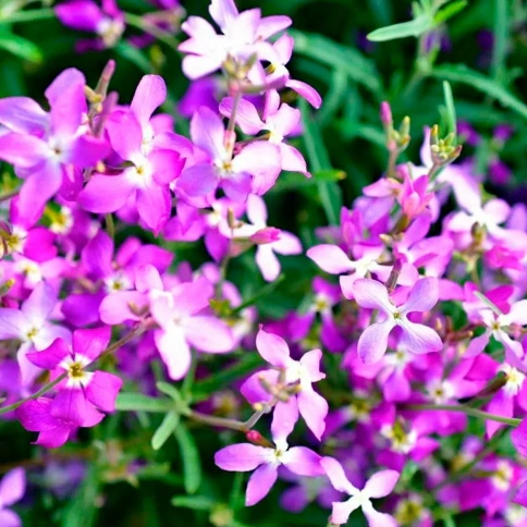 Маттиола Ночная фиалка 0,5г фото 2