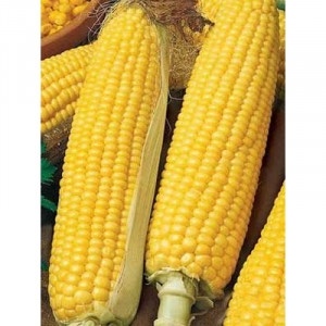 Кукуруза Фаворит сахарная 5г  фото 1