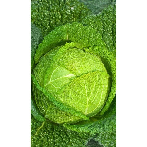 Капуста Золотая ранняя 0,5г  фото 1