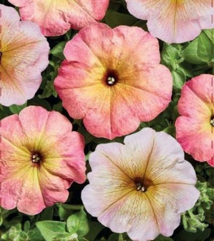 Петуния Алый рассвет F1 фото 1