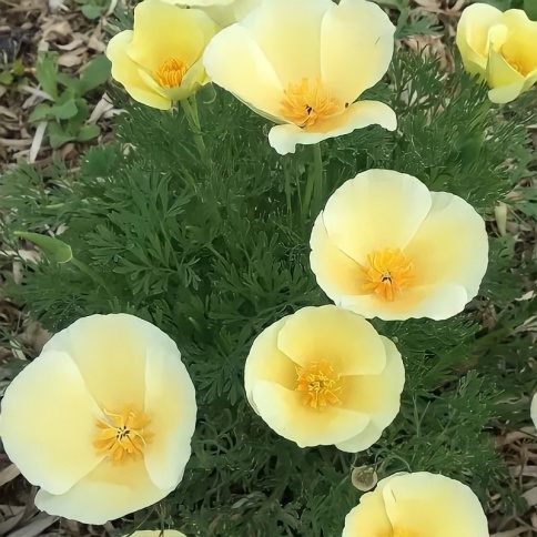 Эшшольция Малибу 0,2г фото 1