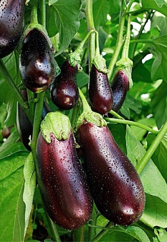 Баклажан Альбатрос (0,3г)  фото 1