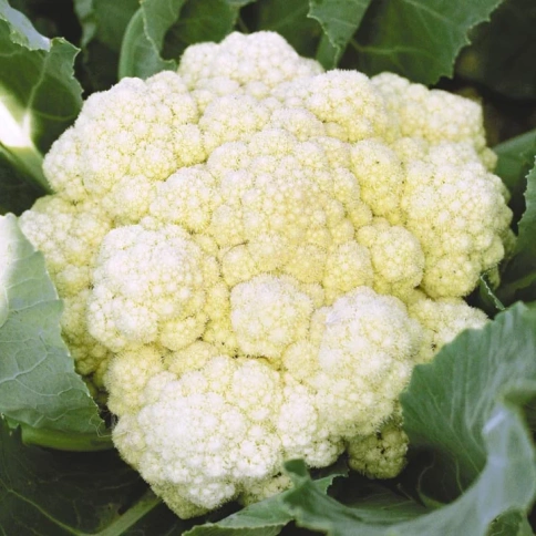 Капуста цв. Отечественная фото 1