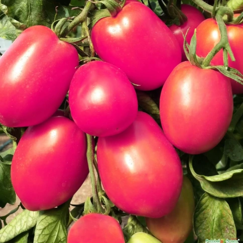 Томат Де-Барао розовый 0,1г фото 1