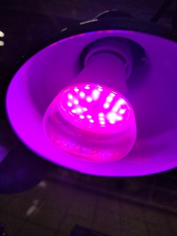 Лампа LED-10-PL/BIO/E27 светодиодная для РАСТЕНИЙ 10Вт 220В Camelion 13241 фото 1