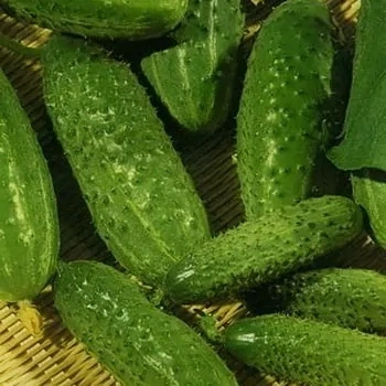 Огурец Буян F1 (10сем)(Манул)ц фото 2