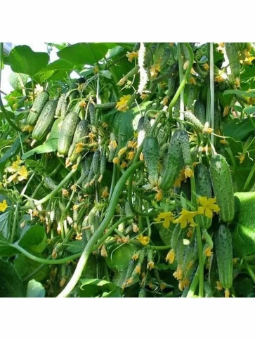 Огурец Городской огурчик F1 (10сем) фото 1