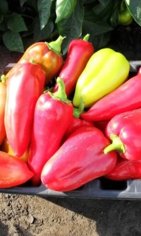 Перец Подарок Молдовы (0,3 г)  фото 1