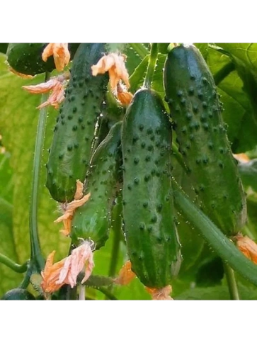 Огурец Городской огурчик F1 (10сем) фото 2