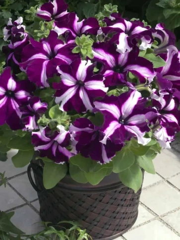 Петуния Галактика Вишневая F1 фото 1