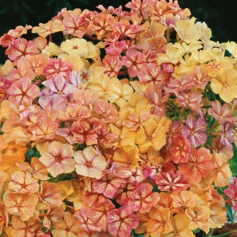 Флокс Крем- брюле, смесь(0,1гр) фото 1