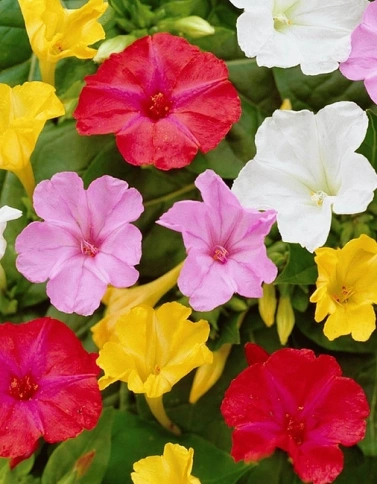 Мирабилис Матис , смесь 1г фото 1