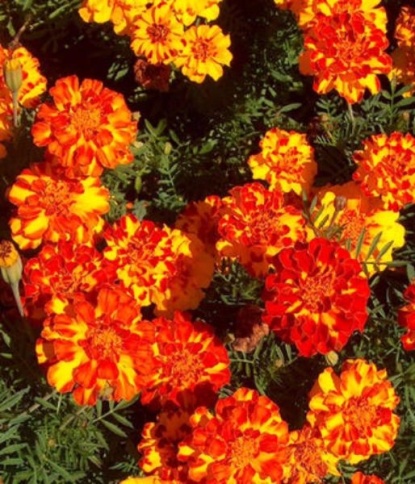 Бархатцы Бонита откл. 0,3г фото 1