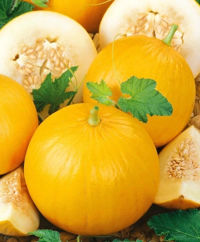 Дыня Колхозница (1г)  фото 1