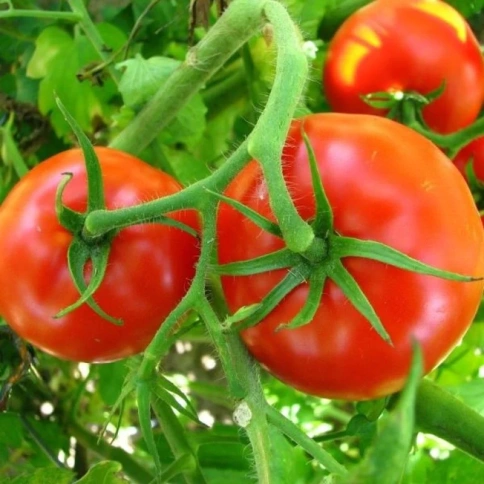 Томат Волгоградский скороспелый 323 (0,3г)  фото 1